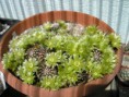 /album/fotogaleria/echinocereus-viridiflorus-jpg/